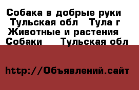 Собака в добрые руки - Тульская обл., Тула г. Животные и растения » Собаки   . Тульская обл.